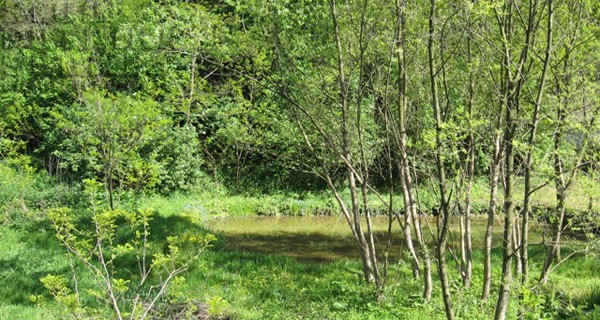 fruska gora fruska gora