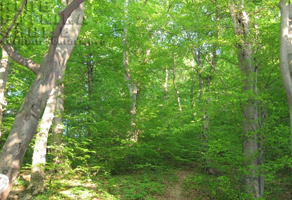 fruska gora fruska gora